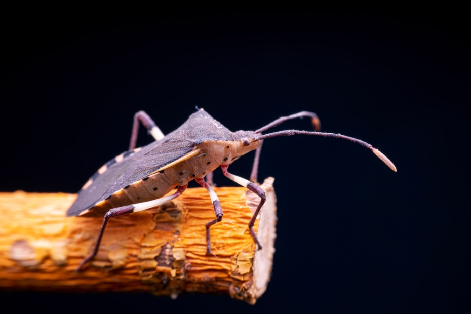    Shutterstock/FOTODOM