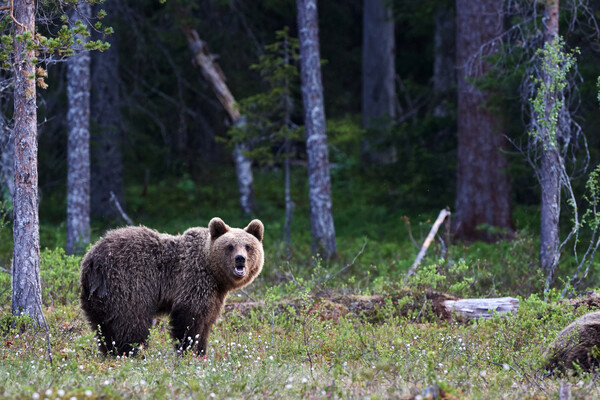 ArCaLu/Shutterstock/FOTODOM  