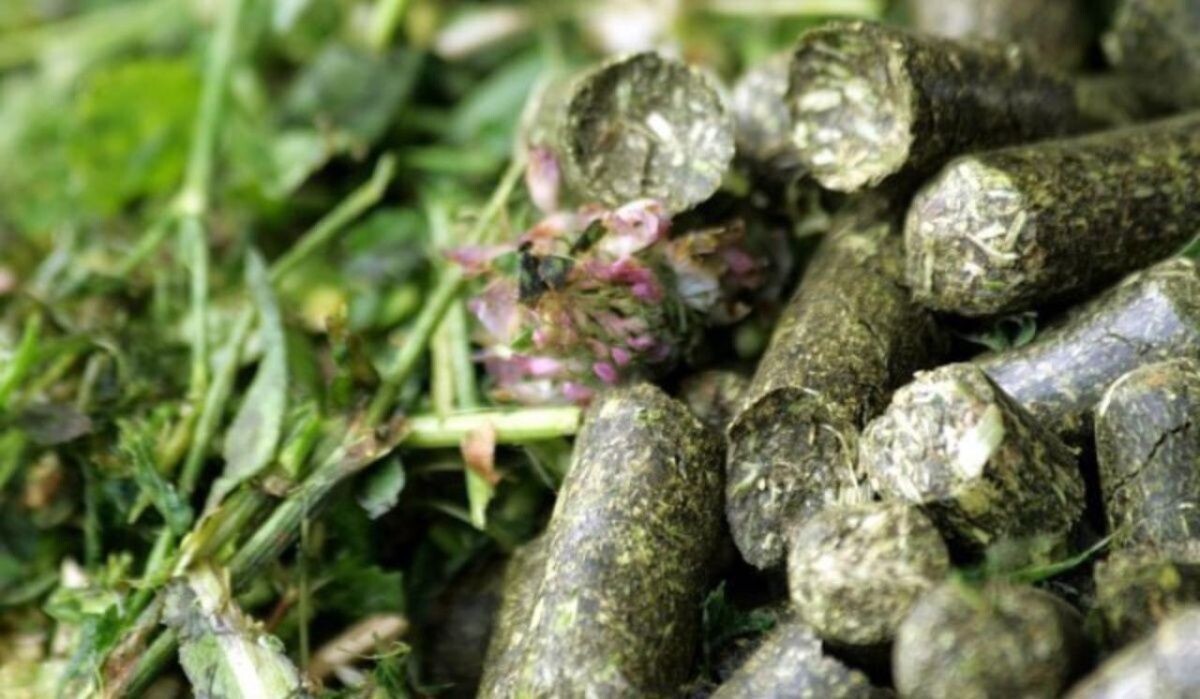    АО "Птицефабрика Чайковская" заканчивает заготовку витаминно-травяной муки