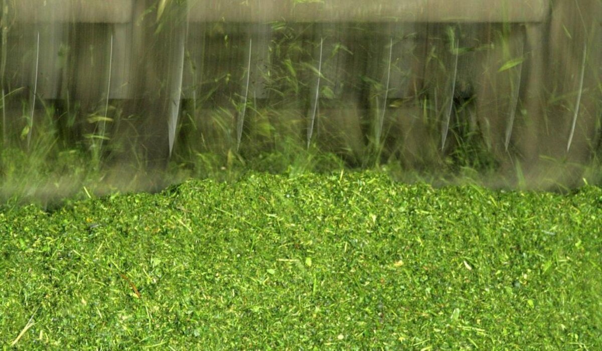    АО "Птицефабрика Чайковская" заканчивает заготовку витаминно-травяной муки