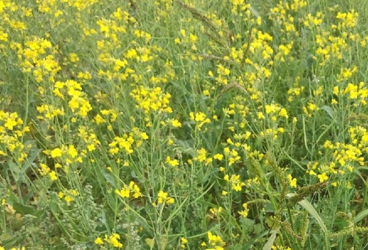 "Зеленое удобрение"