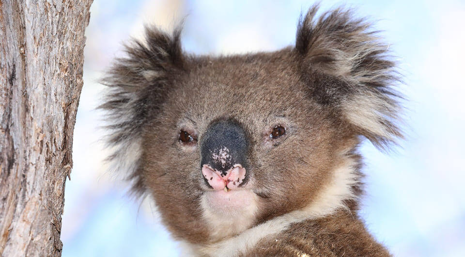   patrickkavanagh / Wikimedia Commons / CC BY 2.0