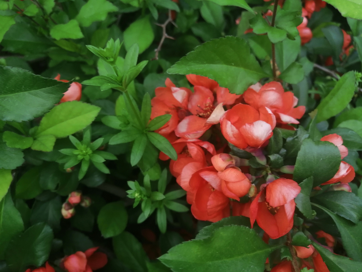 Айва японская