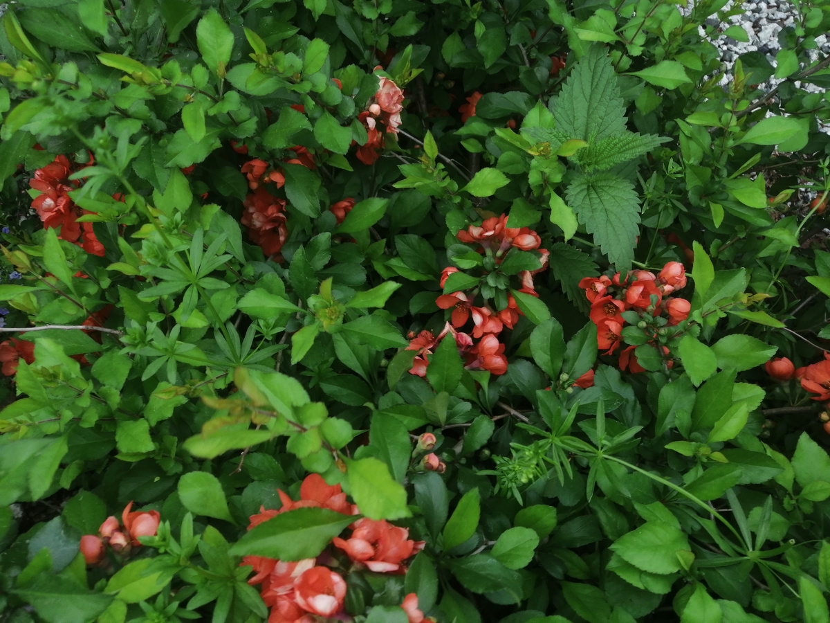 Айва японская