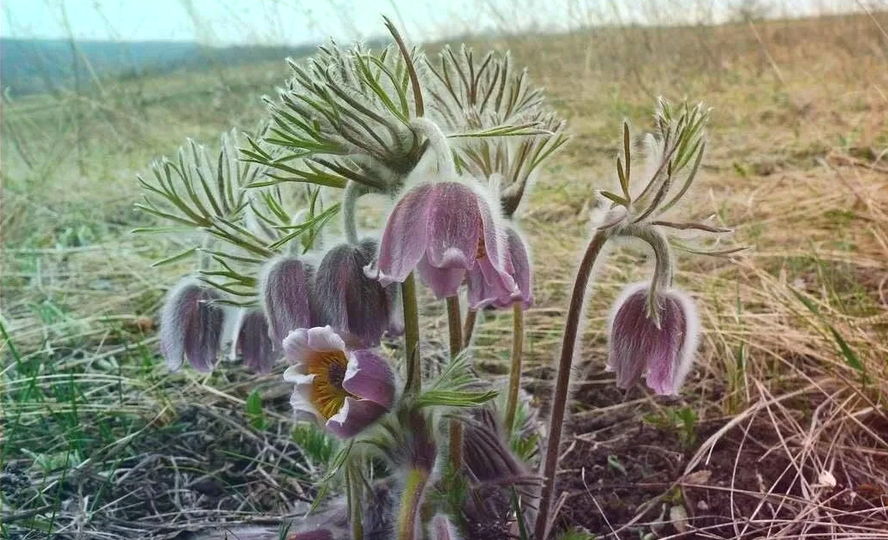 Прострел луговой и его невероятные свойства