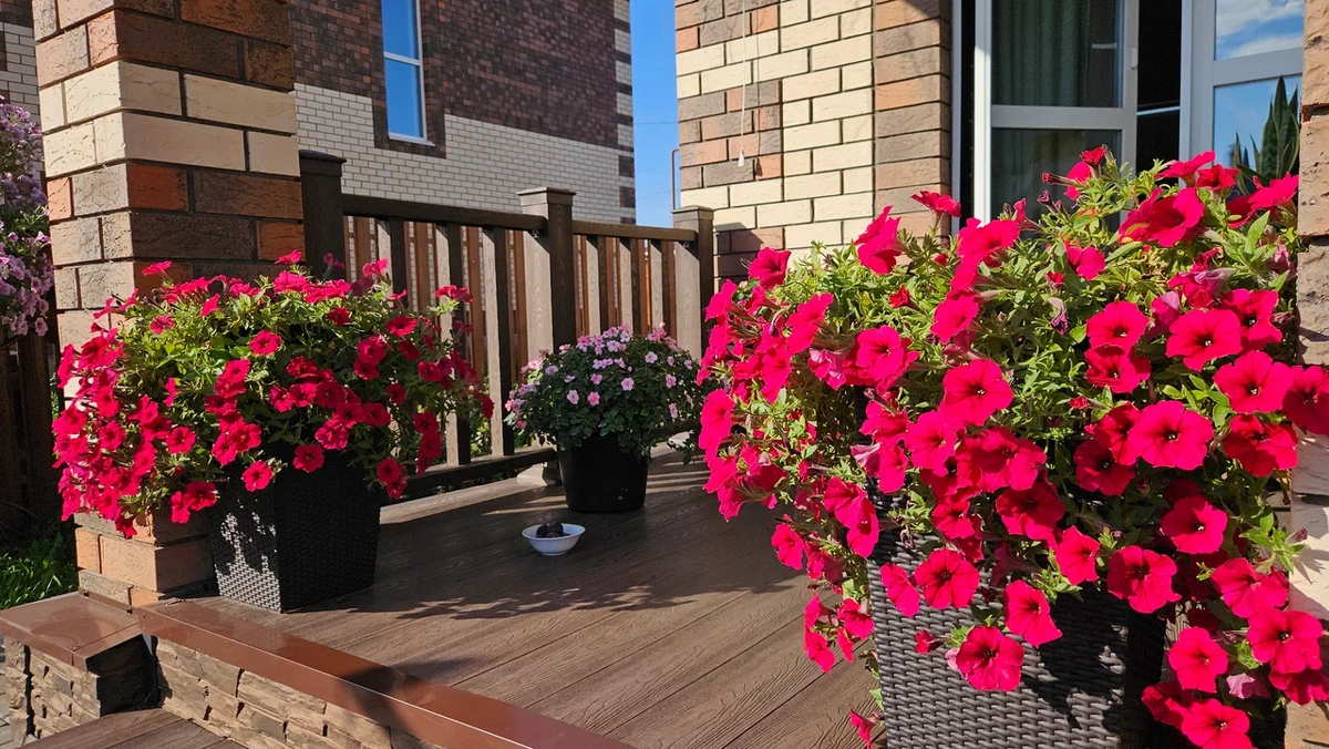 Мои ярко-алые красотки