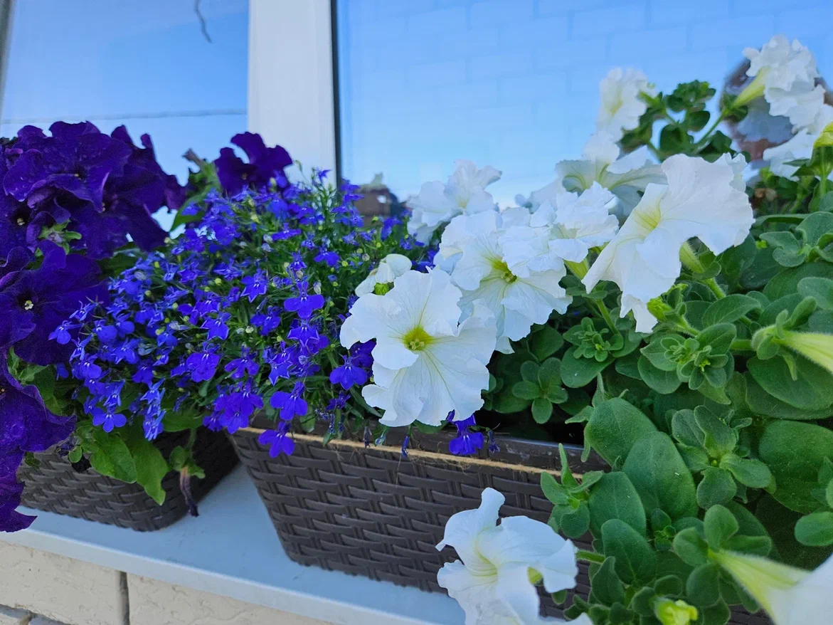 Лобелия хороша, но с петунией не сравнить