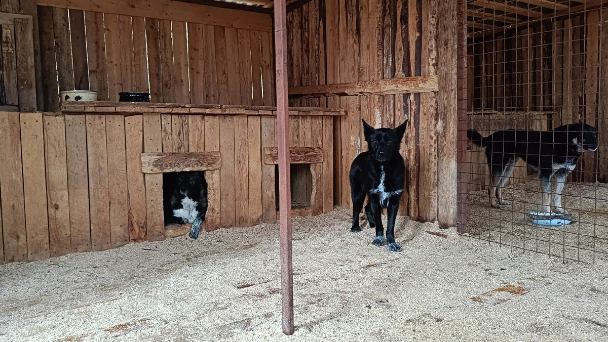 Тучка и Ночка год живут в приюте и не хотят выходить за пределы вольера