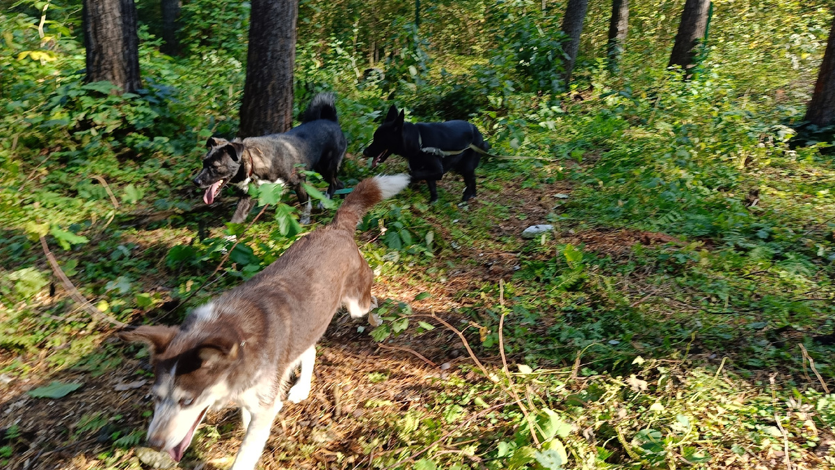 А вот и кадр из нашей "операции"