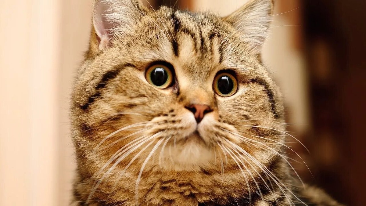 источник Яндекс-картинки