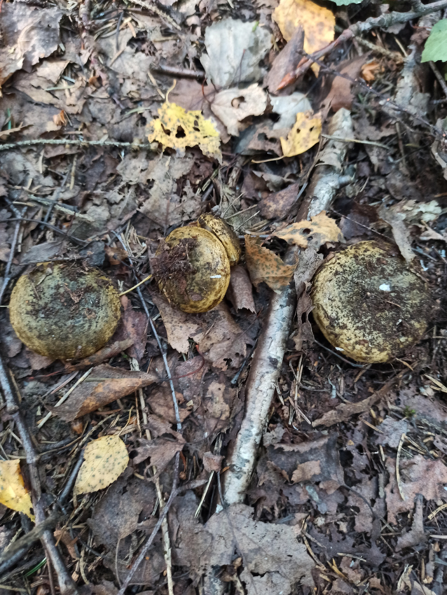 Черный груздь. 