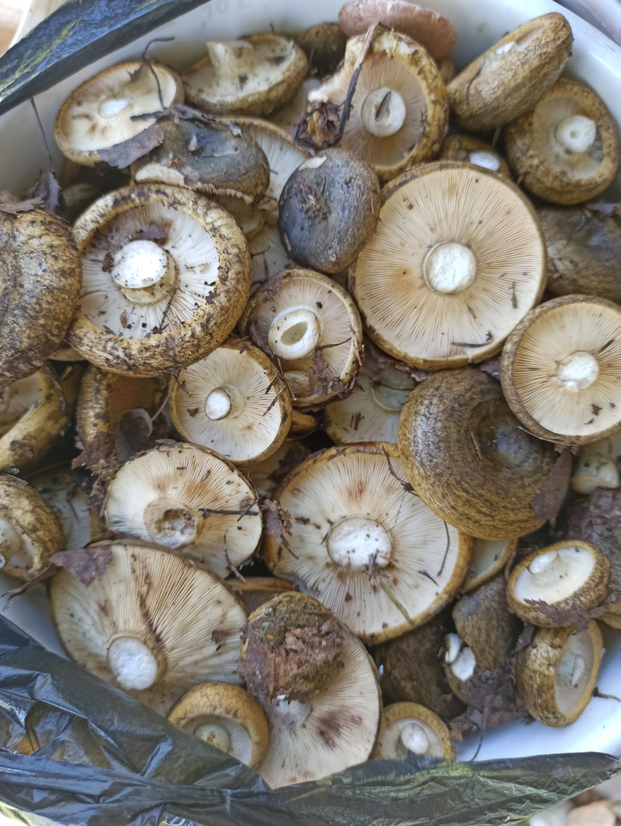 Черный груздь. 