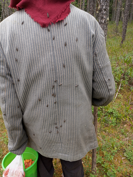 А здесь представители покрупнее - дождевки