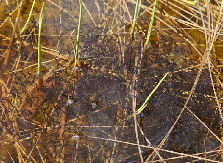 Личинки комаров в воде