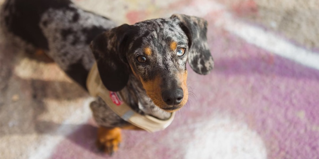 Ветеринары рассказали об удивительной таксе-путешественнице