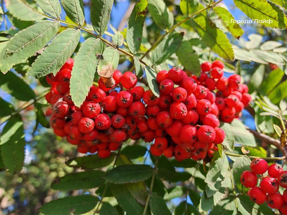     Фото: Города Лайф