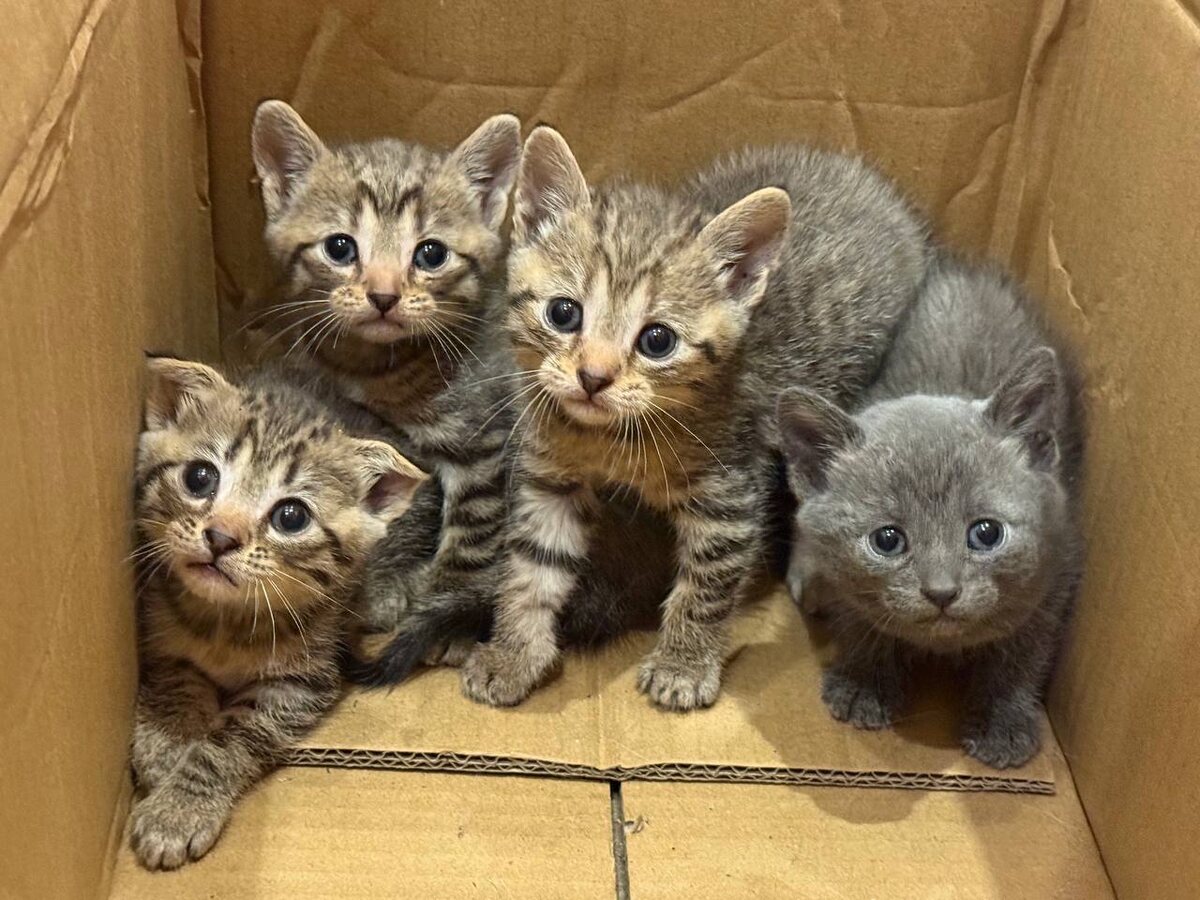 И один другого ушастее. Фото из архива автора