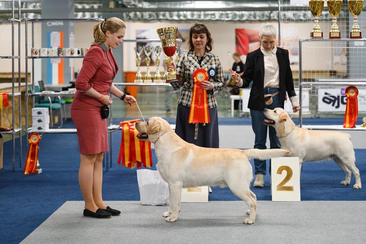 Лабрадор Валнериз Норд Винд лучший кобель породы на выставке клуба Сфера под экспертизой Ольги Тесленко