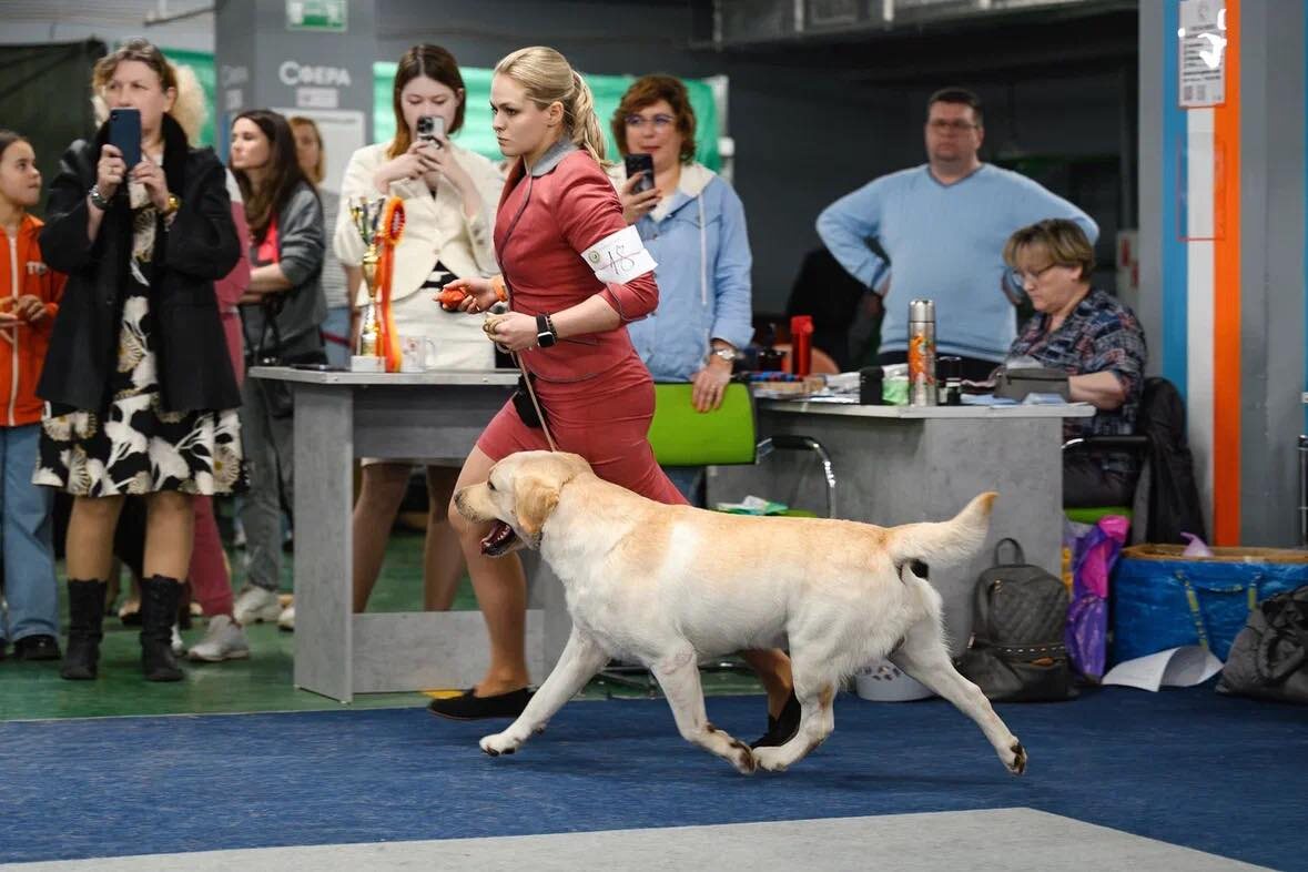 Валнериз Норд Винд