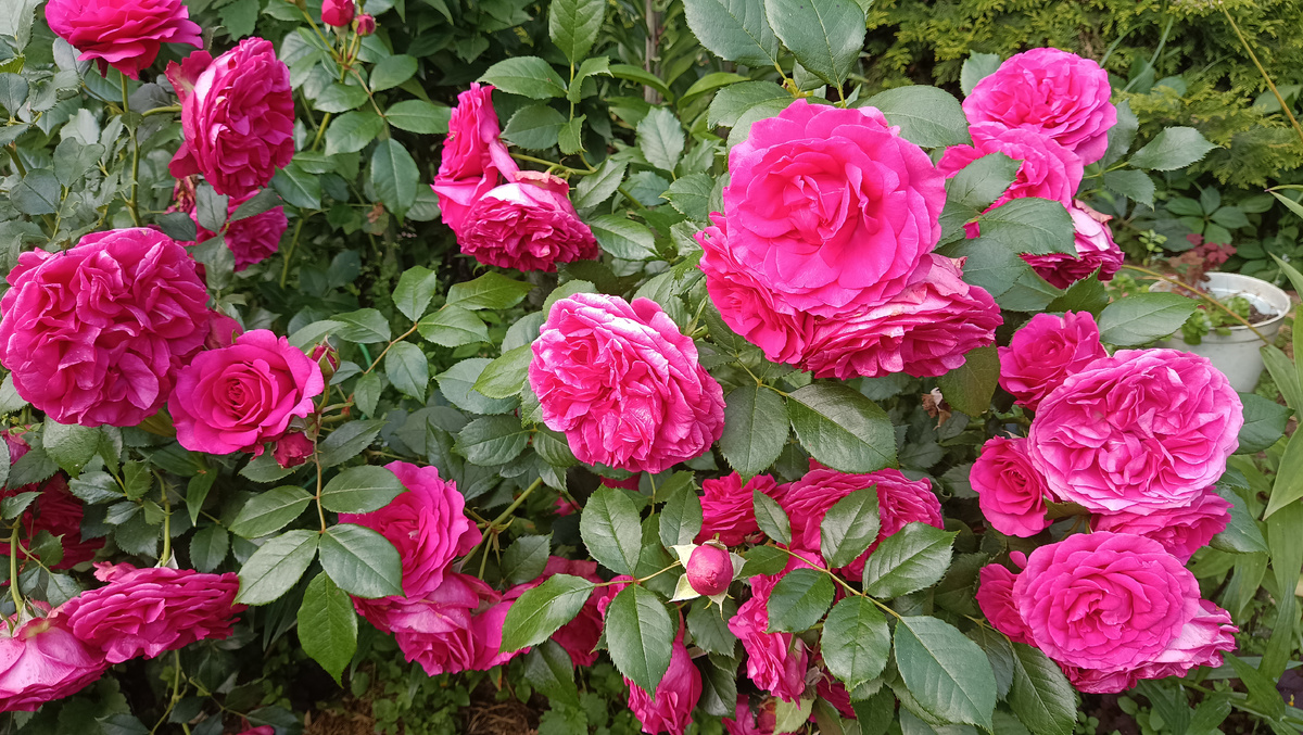 Маритим, 2025