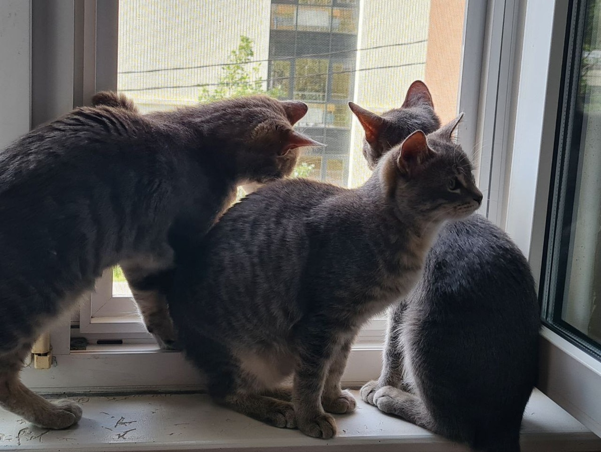 Ваня, Марта и Глаша