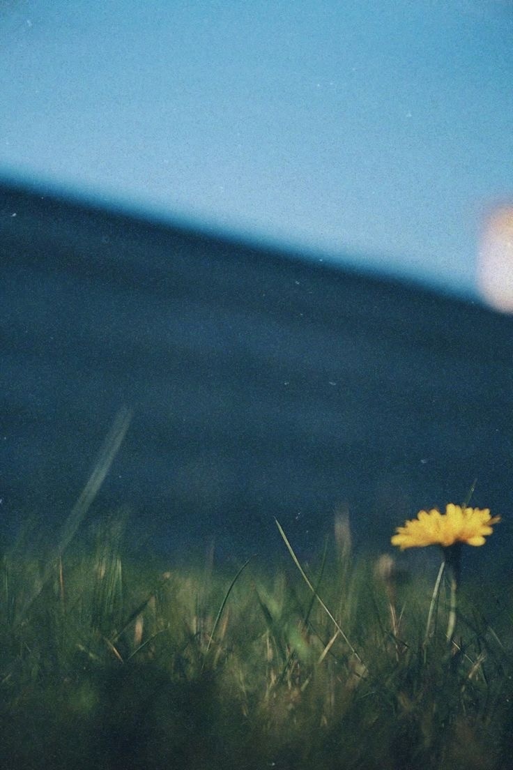 Фото сообщества "Птицы могут видеть звёзды"