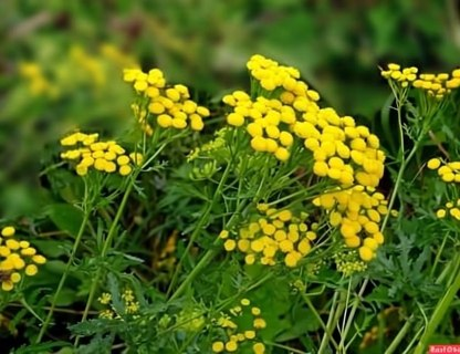 Желтый щит сада: как пижма защищает урожай и избавляет от вредителей!