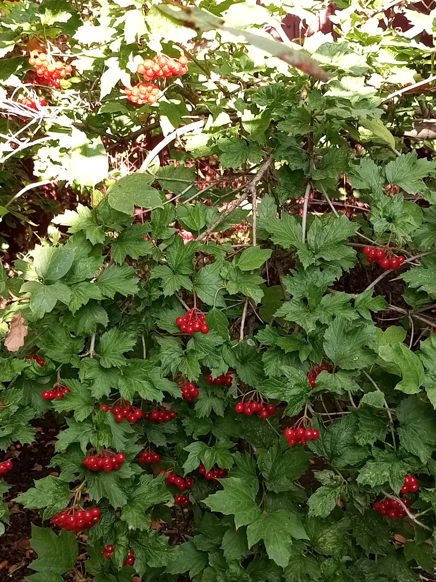 Не могу не допоказать фоточки из сада
