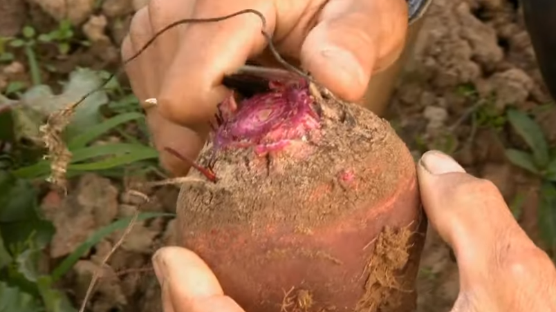 Правильная высота среза - строго 0,5 сантиметра от основания.