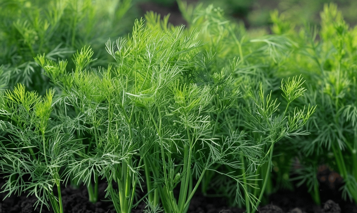 Укроп на грядке