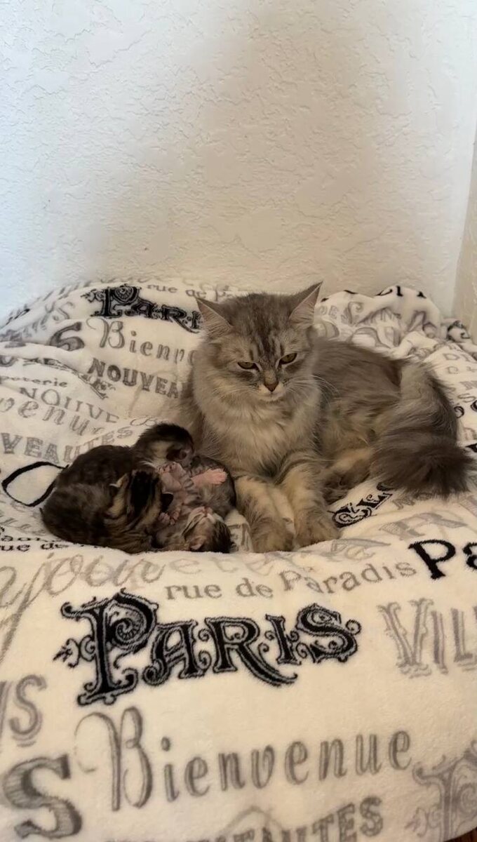 У Сонечки взгляд немного непонимающий, а малыши только-только глаза открыли. Фото из архива автора