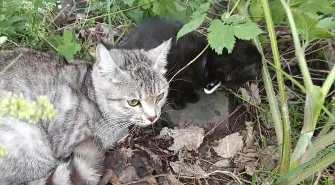 Юная, ласковая мамочка - кошка и 3 котёнка. На всех были ошейники от блох 