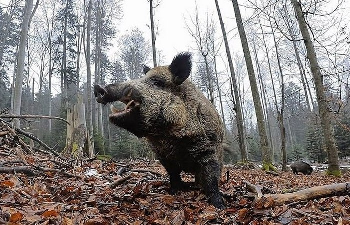 Почему кабан на самом деле гораздо опаснее не только волка, но и медведя