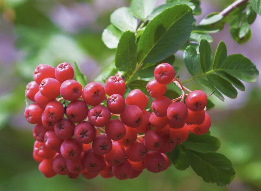 Сорт бриллиант