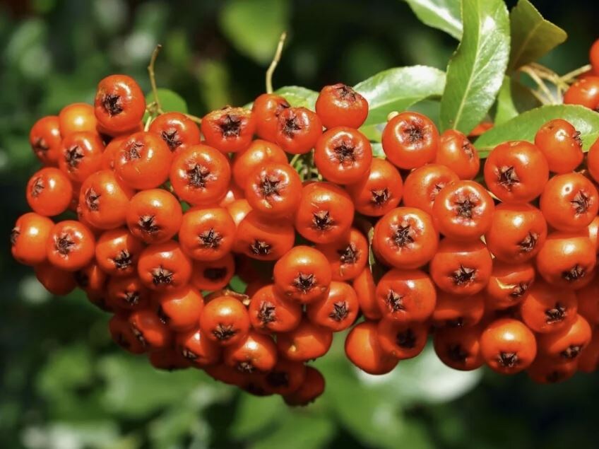 Сорт Невежинская