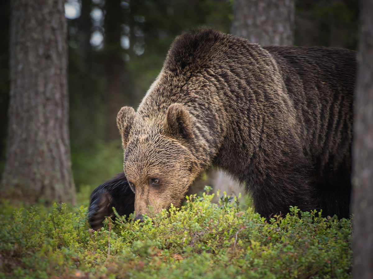 Фотография: Matti Suksi, CC BY-NC-ND 2.0