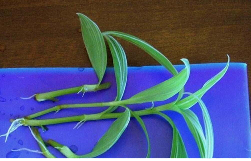 (фото взято из открытых источников)