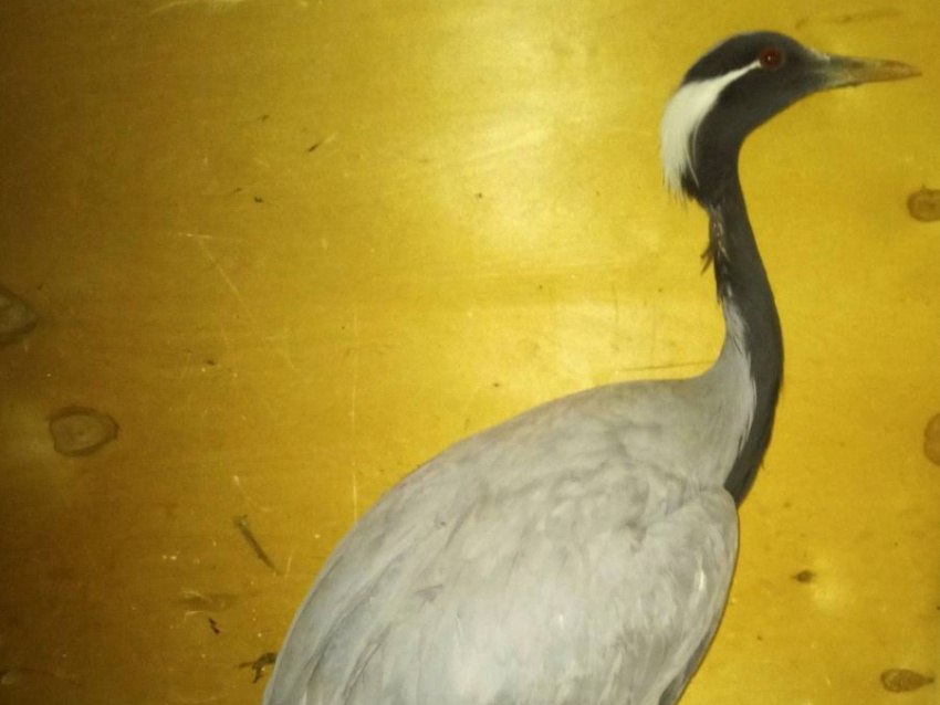 Фото: организация «Помощь диким животным и птицам ЛНР и ДНР»

