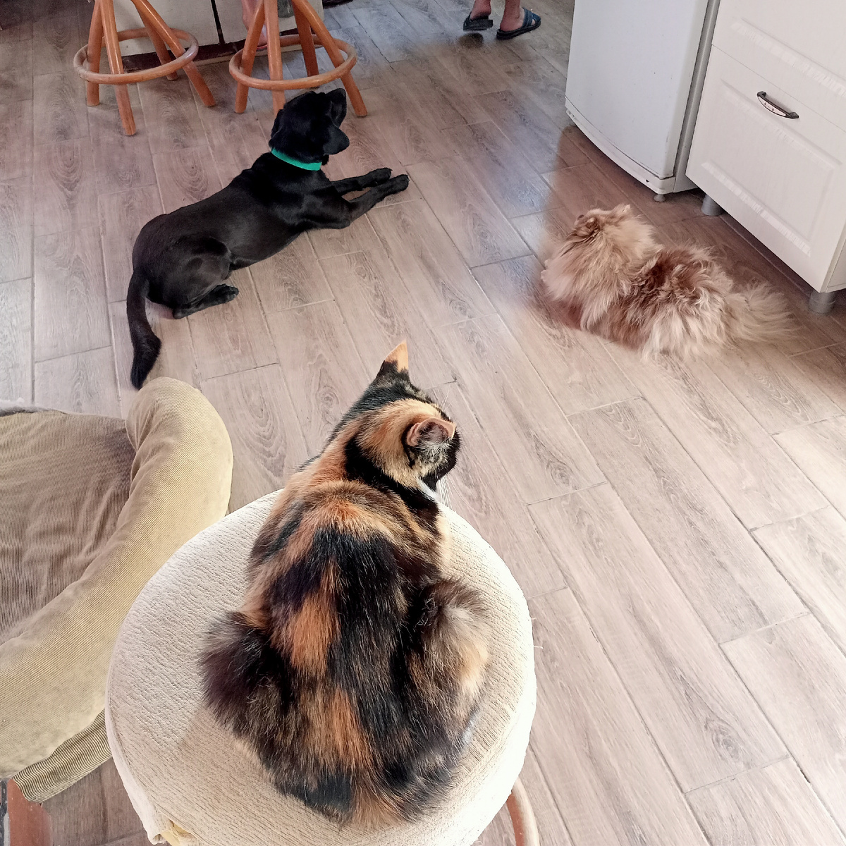 Тоник, Луна и Мыня