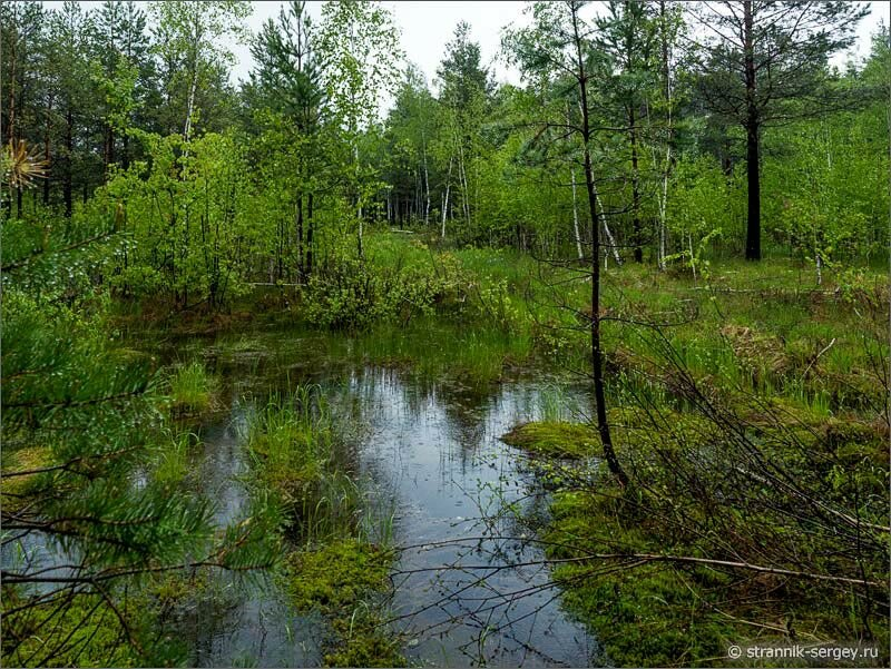 Источник: https://strannik-sergey.ru/2016/2/2016-05-21-bagulnik/2016-05-21-bagulnik.html