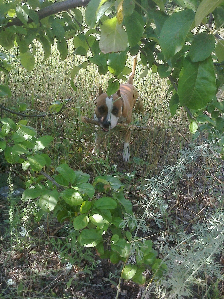 Стаффорд Трейси в яблочном саду.