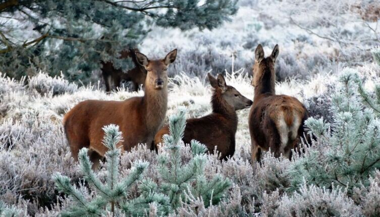    Кто и как проводит зиму? Фото: по лицензии CC0 Pxhere.com