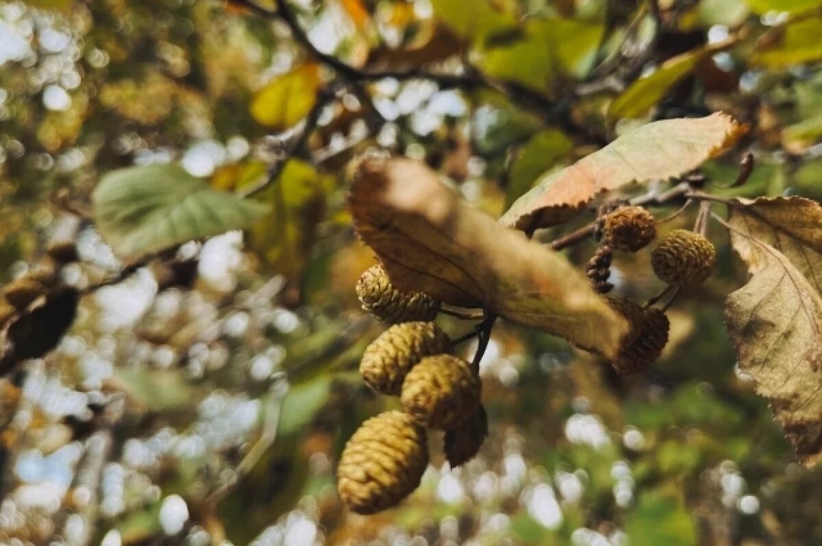    О суровых запретах в день Сытника 12 сентября напомнили новосибирцам