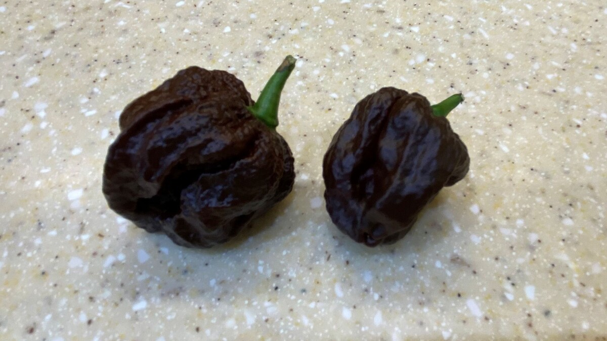 Выглядят натурально...