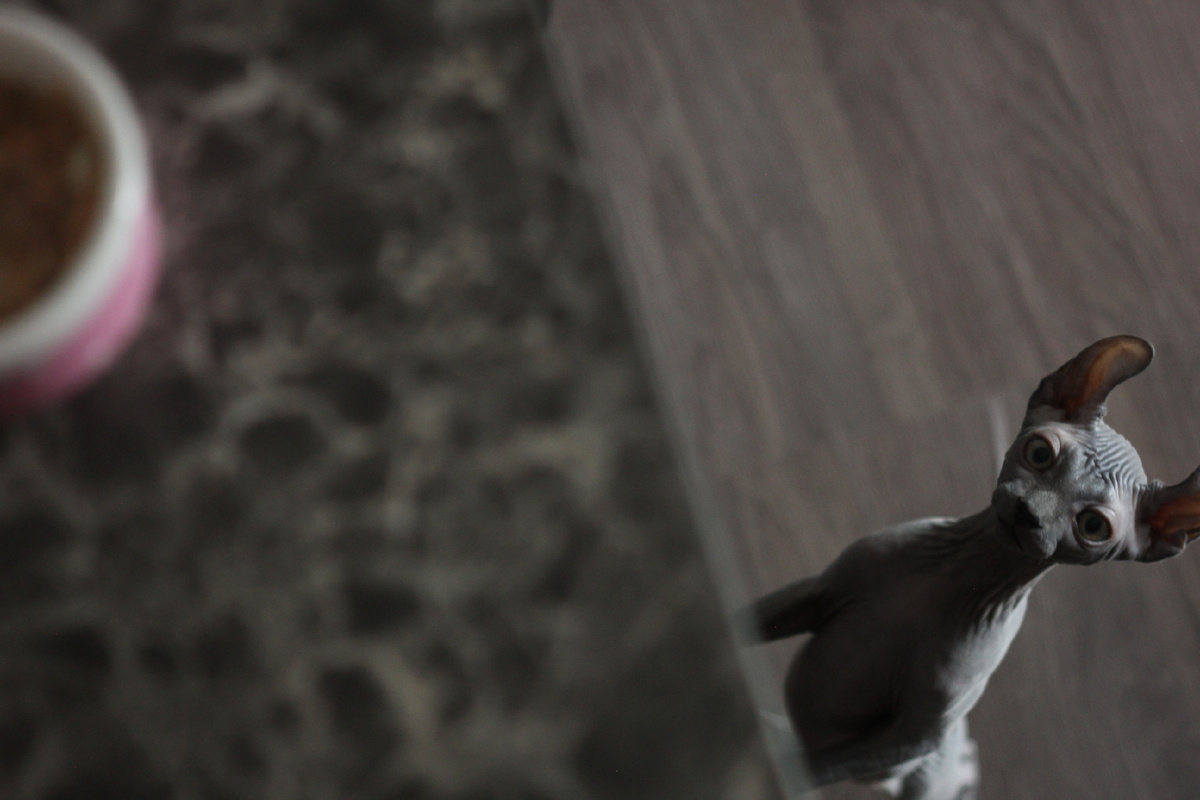 Сфинксы готовы есть все, но их ЖКТ и кожа далеко не все могут принимать 