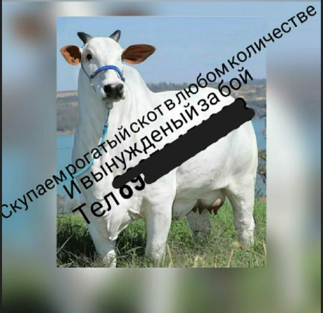 Скриншот с сайта "ВКонтакте" 