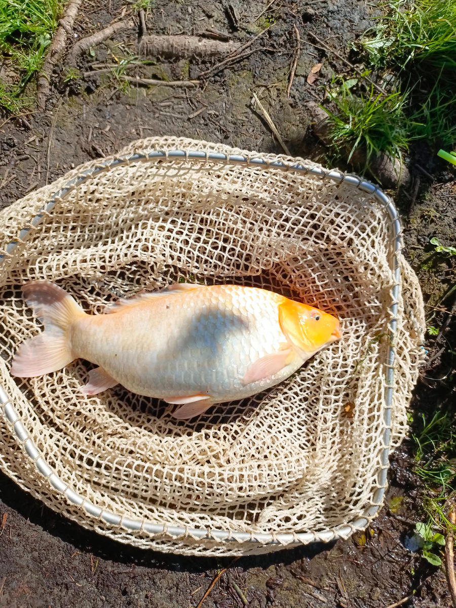 Вот таких обитателей можно встретить в этом прудике!