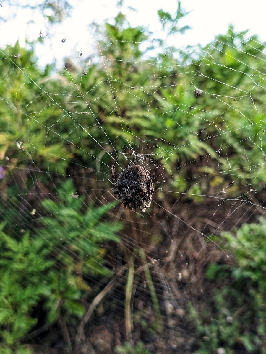 Растянул свою сеть крестовик.