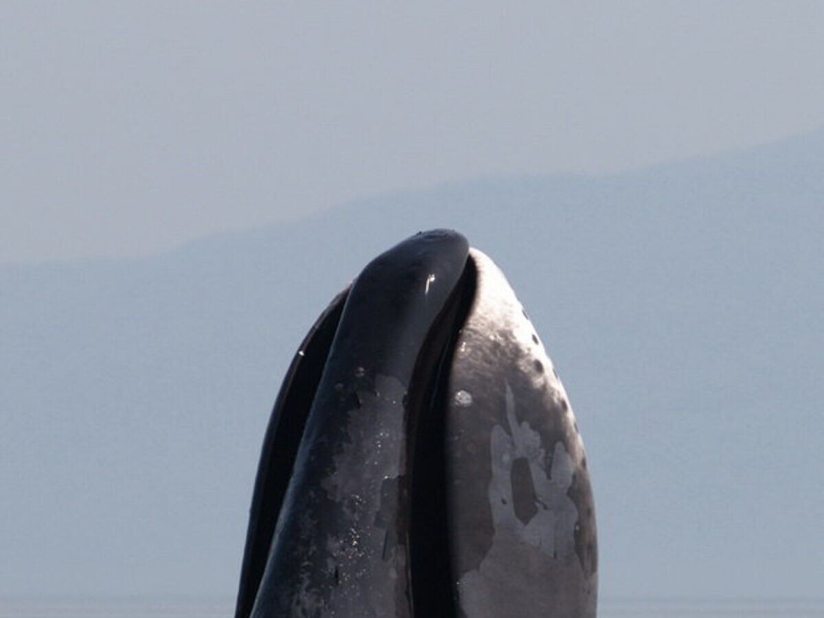    Гренландский кит© Фото : Ольга Шпак, Совет по морским млекопитающим, ИПЭЭ РАН