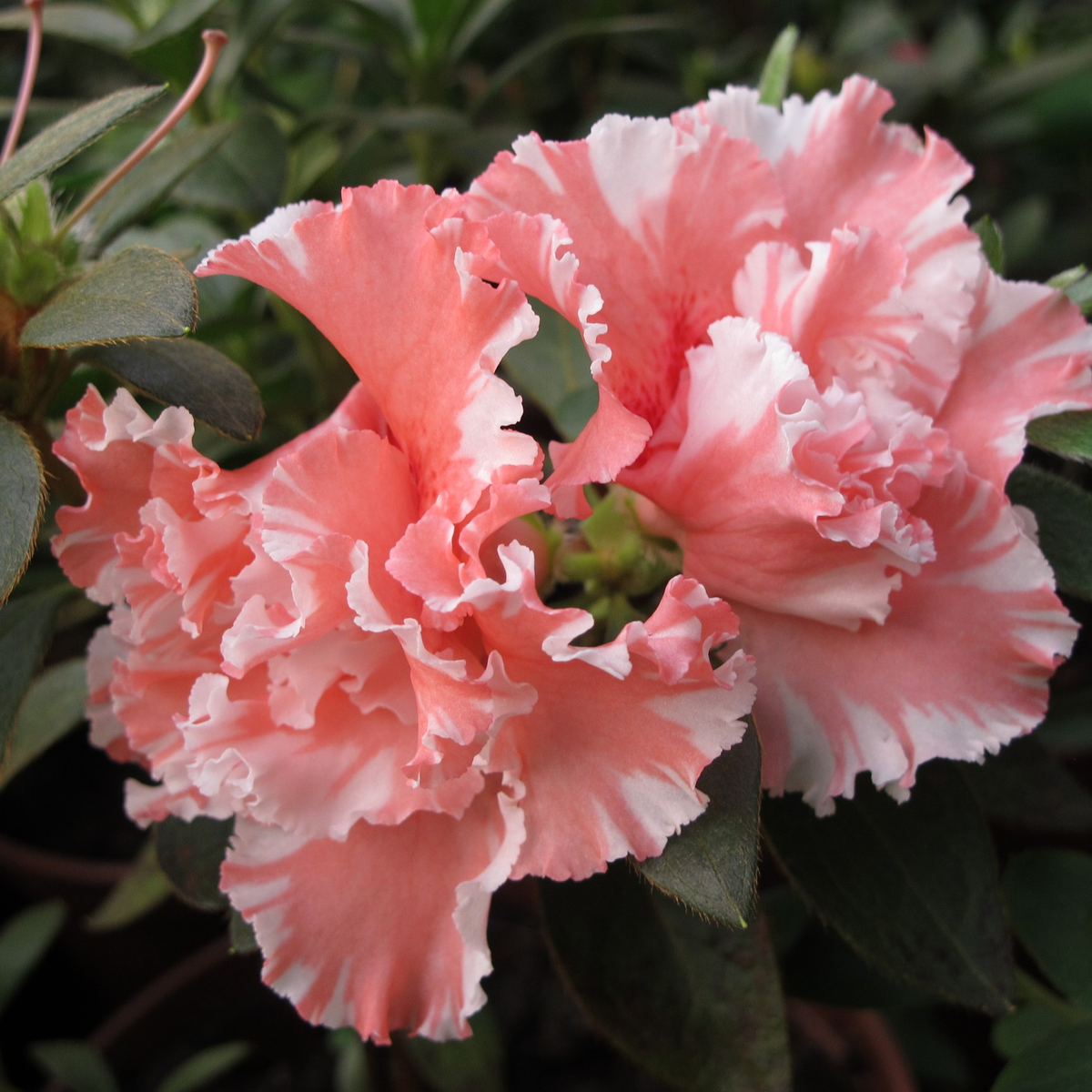 Rhododendron 'Max Schäme'